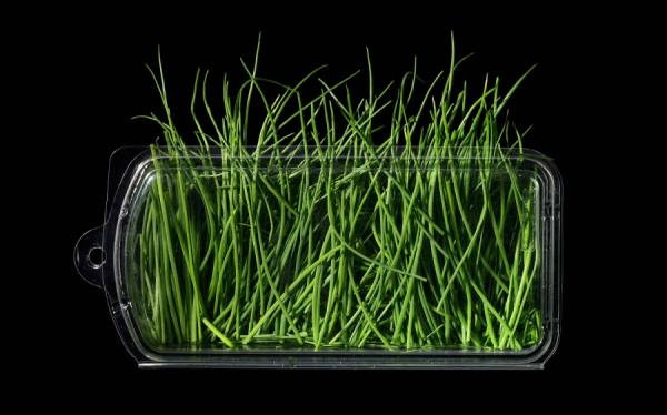 Photograph Mark Wiens Chives 1 on One Eyeland